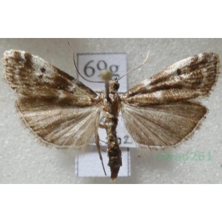 Assara terebrella (Zincken, 1818) Czech69g